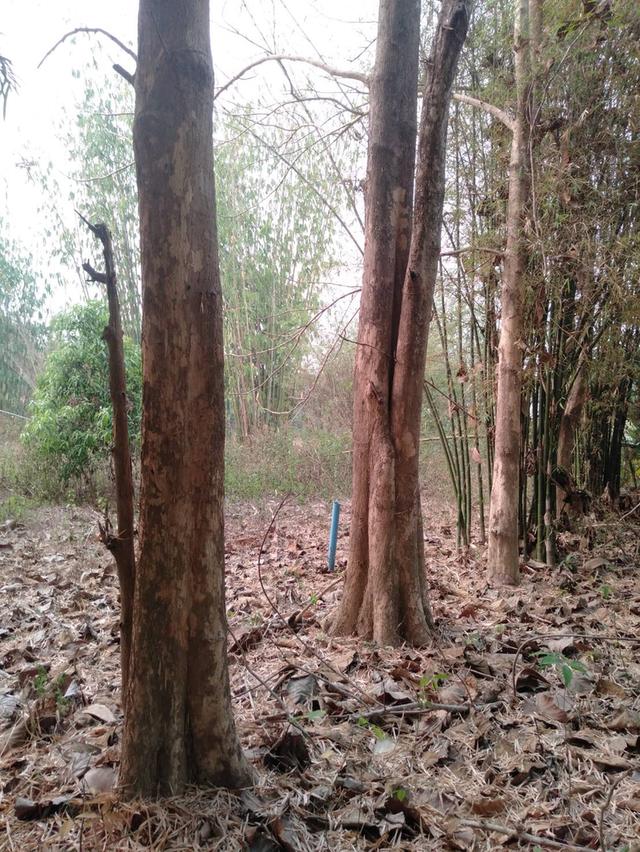สวนยางมีโฉนด ติดถนนสองด้าน 2