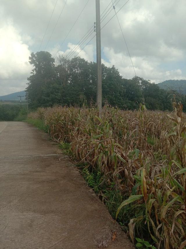 ที่ดินเปล่า 4 ไร่ ไร่ละ 3แสน ขายยกแปลง ไทรทองพัฒนา เข้าจากวัดแสงธรรม 4-5 กิโลเมตร อำเภอวังน้ำเขียว 6