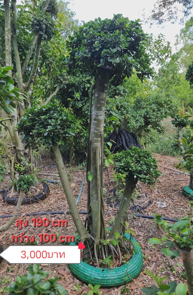 ไทรต่อยอดช้อนเงินช้อนทอง