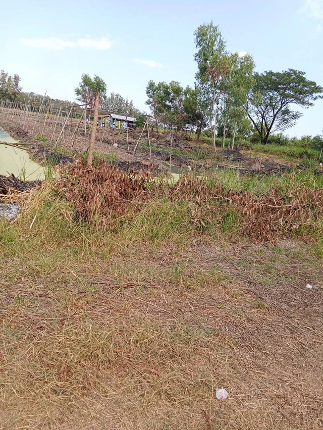 ขายที่ดิน 5ไร่ คลอง5 ธัญบุรี ปทุมธานีซอยคลอง5 ตะวันตก44 ติดกับหมู่บ้านทัศนี เยื้องสนามกอล์ฟAlpine 4