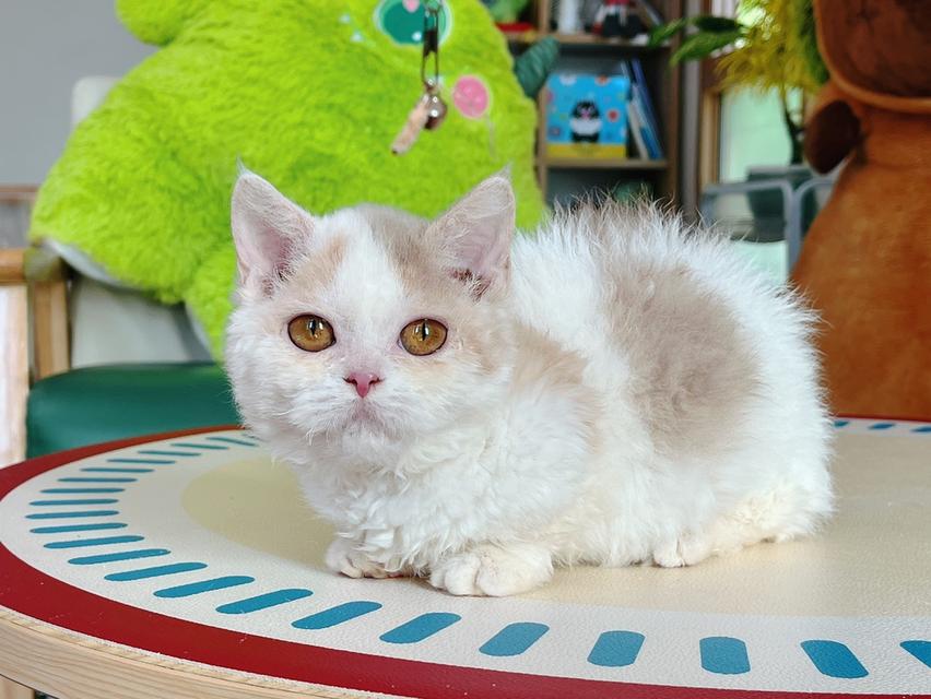 Selkirk Rex Female Lilac Tortie Bicolor Short Leg