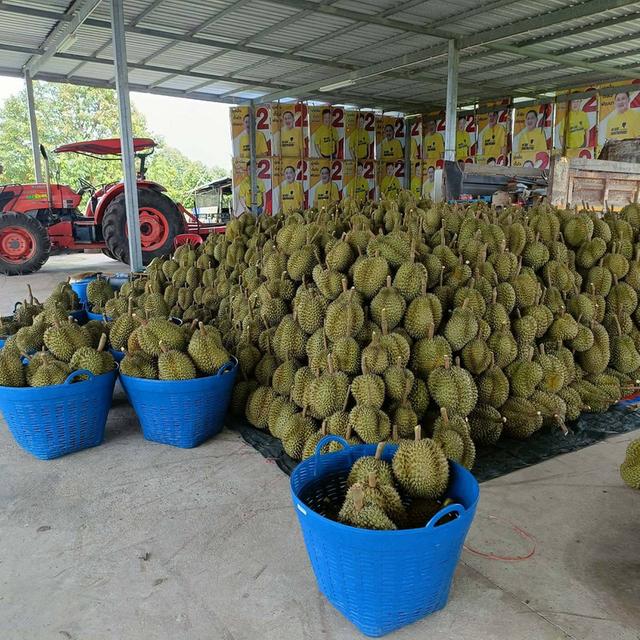 📣ขายสวนทุเรียน100ไร่ เขาไร่ยาอำเภอเมืองจันทบุรี 2