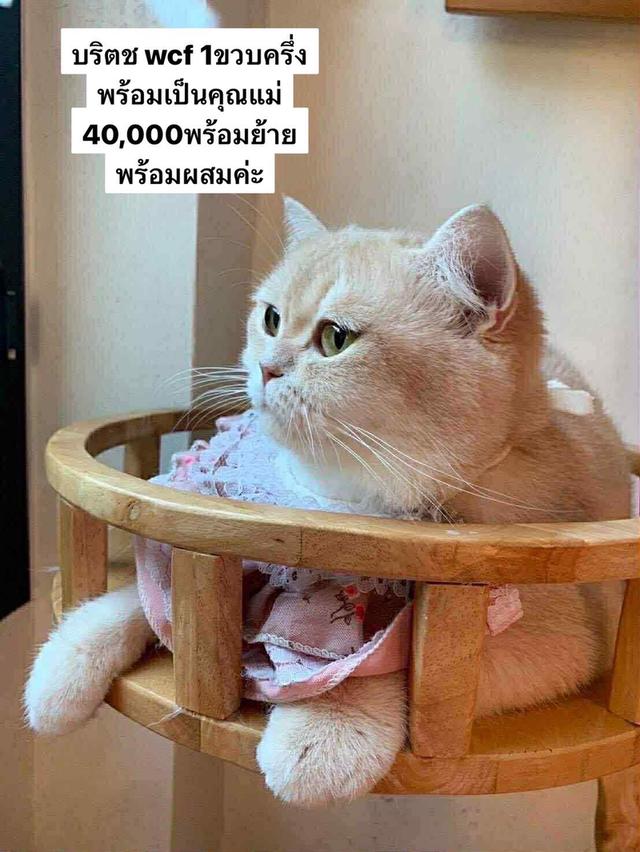 แมวบริติช รวมเด็กๆบริติชในนี้ ใบเพดwcf และรับนำเข้าแมวจาก ตปท. 8