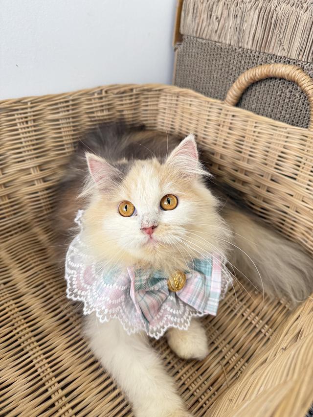 ลูกแมวพันธุ์เปอร์เซีย