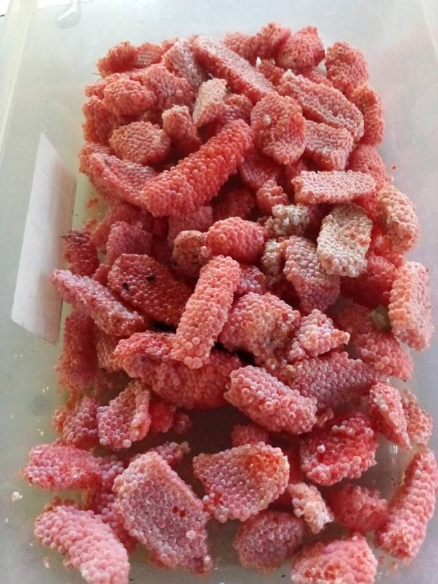 ไข่หอยเชอรี่สีทองขยายพันธุ์