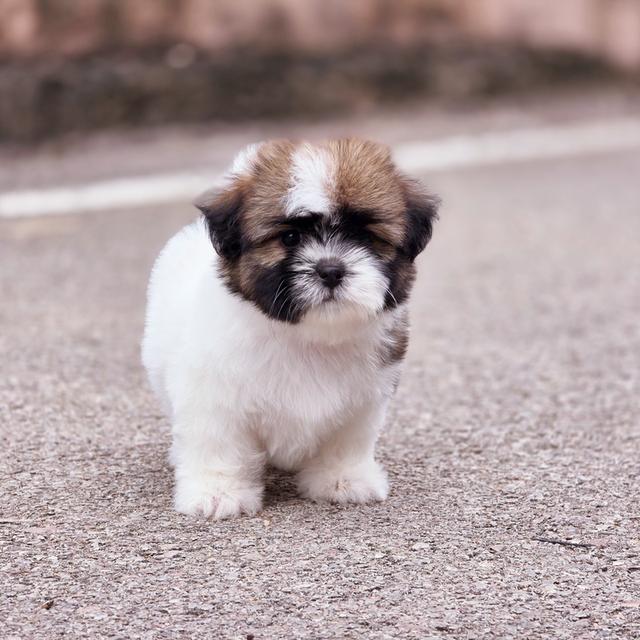 Shihtzu สาวน้อยน้องชีตาร์พันธุ์ชิสุอายุ2เดือน