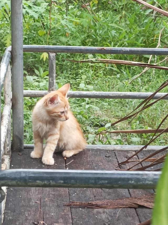 แมวติ้งต๊อง 2