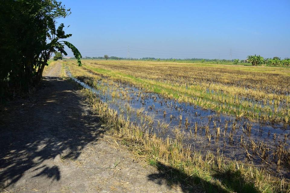ที่ดินติดถนนปทุมธานี บางเลน ลาดหลุมแก้ว 6