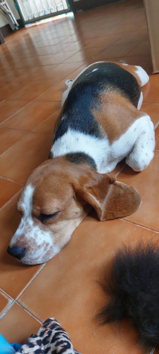 ขายสุนัขพันธุ์บีเกิ้ล 7