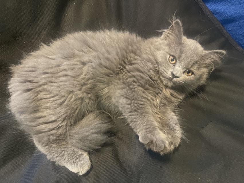 แมวบ้านนี้ขี้อ้อน(เด็กชาย3เดือน) พร้อมย้ายบ้าน รูปที่ 4