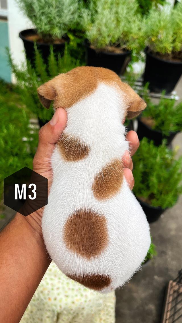 ลูกสุนัข Jackrussell 6