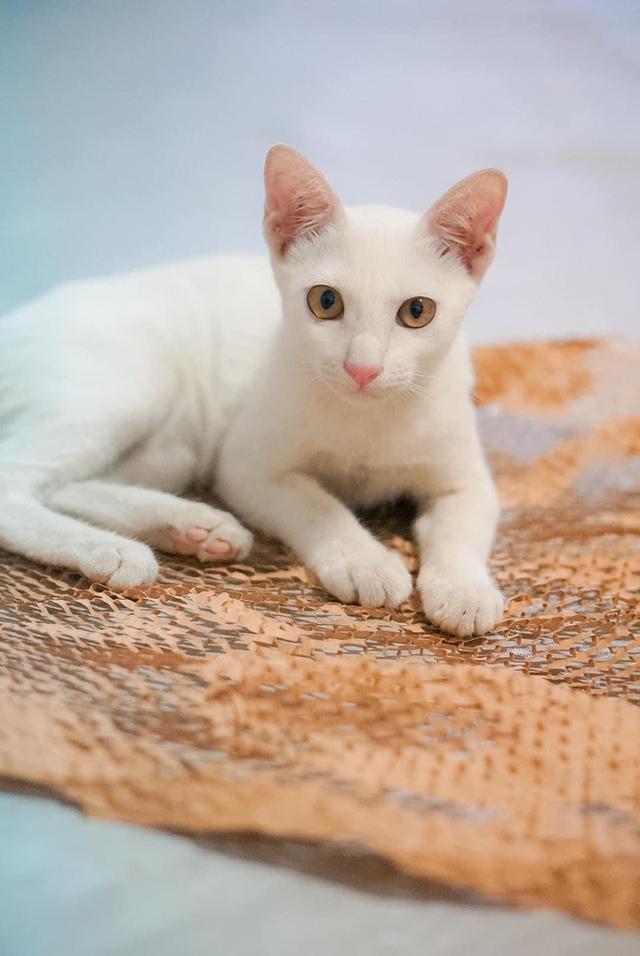 หาผู้อุปการะ​ ลูกแมวขาวมณี ค่ะ  เพศ​หญิง​ อายุราว​ ​3​ เดือน