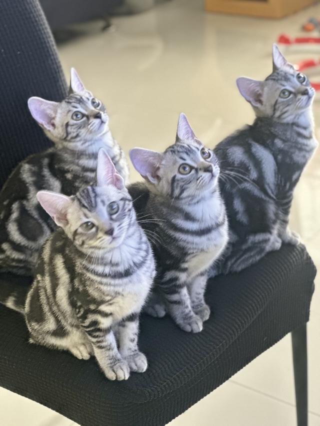 แมวบ้านอเมริกันช็อตแฮร์ รูปที่ 1