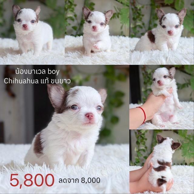 ชิวาวาแท้ ขนยาว พร้อมย้ายบ้าน รูปย่อยที่ 3