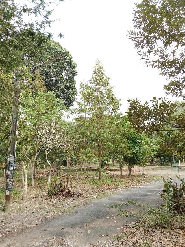 ขายที่ดินสวนผลไม้-บ้านเรือนไทย 1 หลัง 6