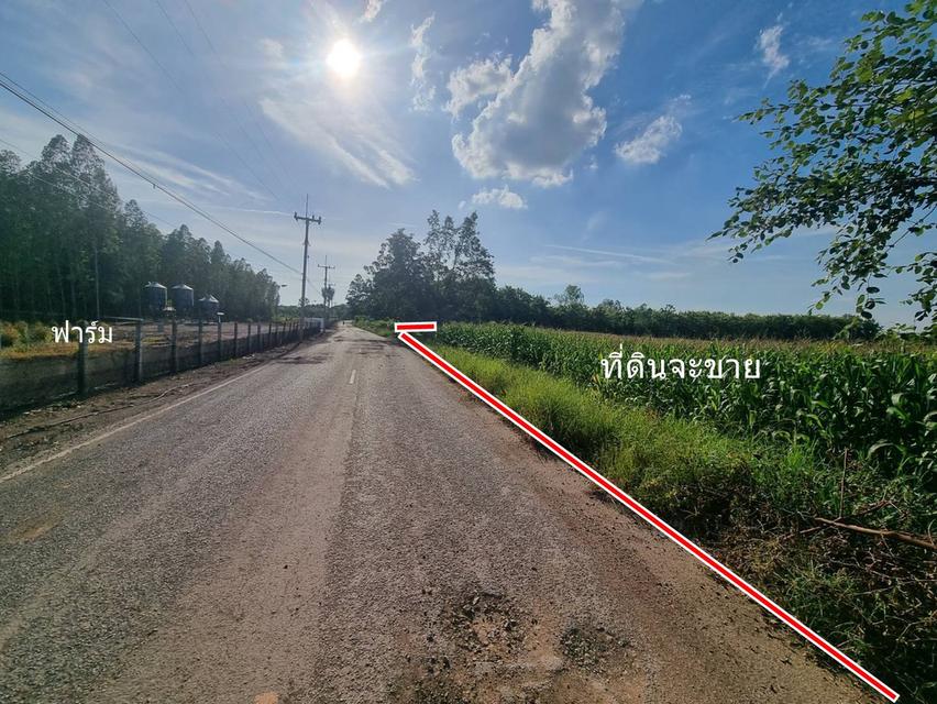 ขายที่ดิน 20ไร่เศษ ต.ลาดแค ชนแดน ขายเหมายกแปลง1.9 ล้าน 4