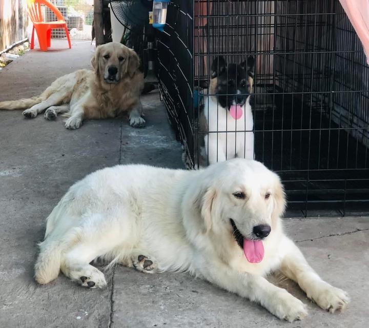 แม่พันธุ์ White Golden Retriever 2