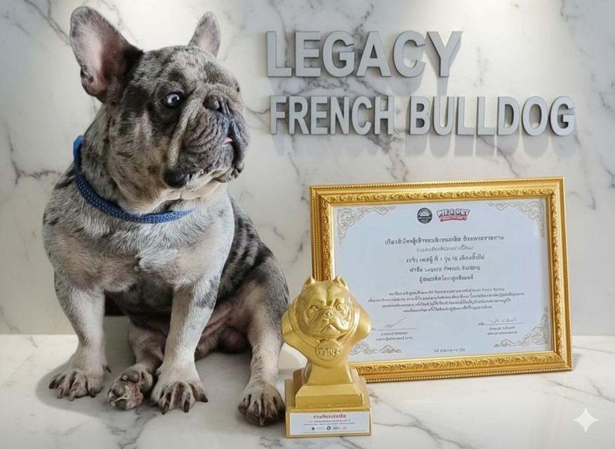 Harley, Exotic French Bulldog, black merle, rare color 20