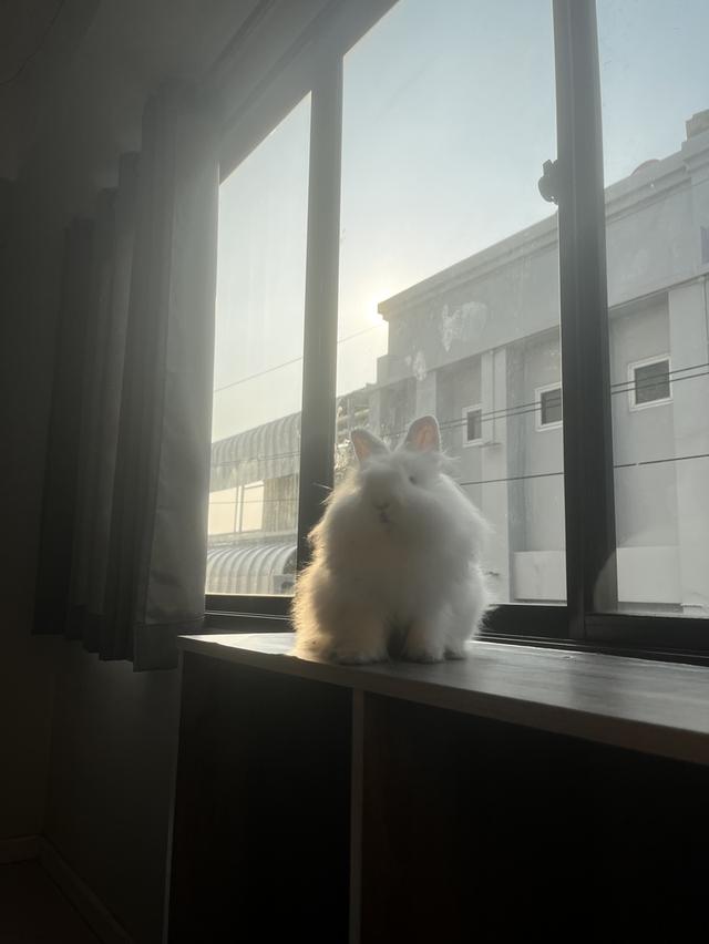 กระต่ายพันธุ์เนเธอร์แลนด์ดวาร์ฟ รูปที่ 3