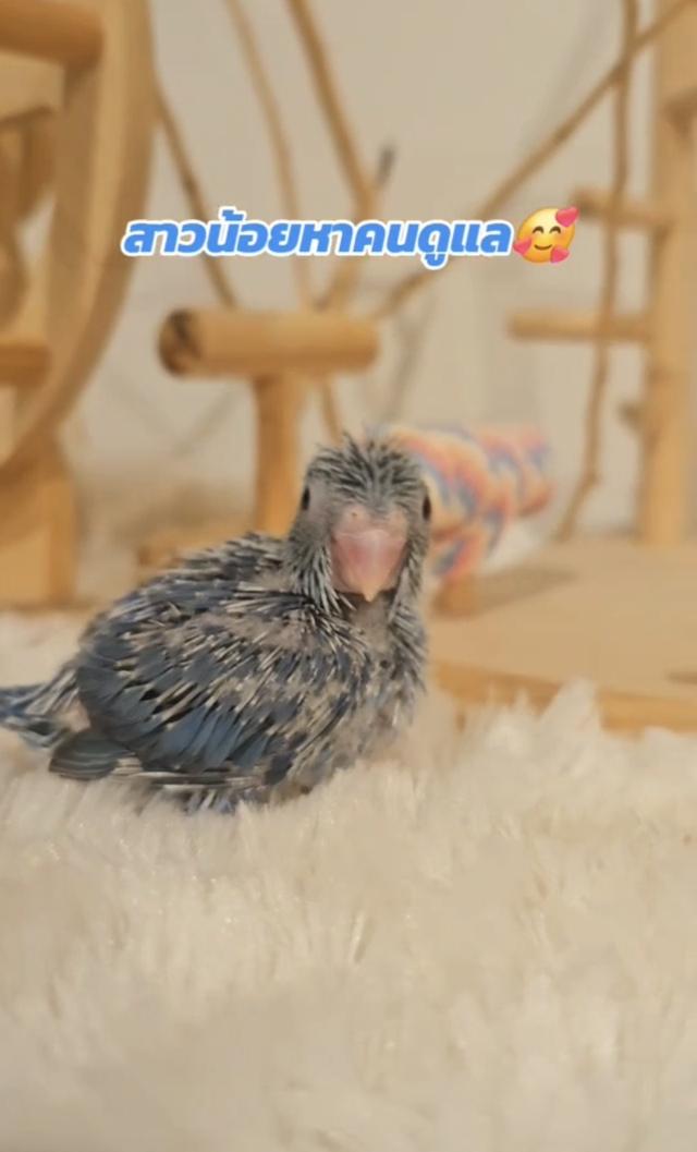 ฟอพัสตัวเมีย สีโคบอลต์ 2