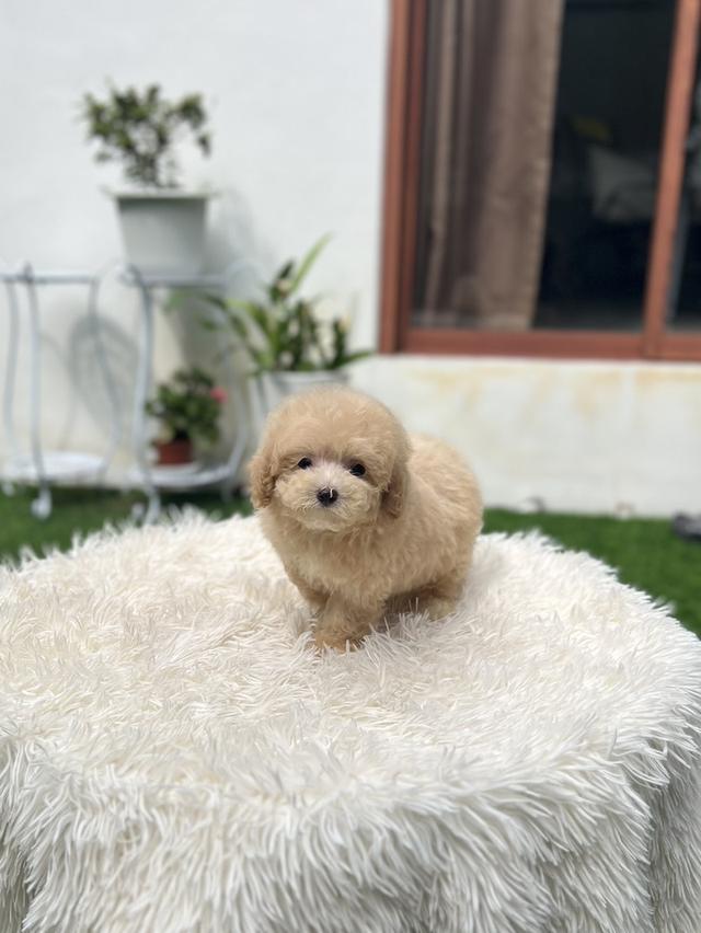 น้องบัตเตอร์ พุดเดิล ทีคัพ เพศหญิง นำเข้าจากจีน