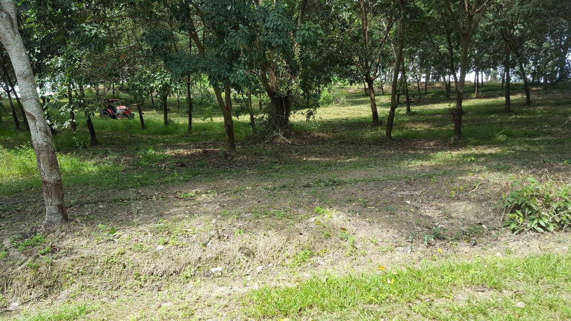 ขายที่ดินแปลงใหญ่ 148 ไร่ เป็นสวนยางพารา ที่มีโฉนด 20