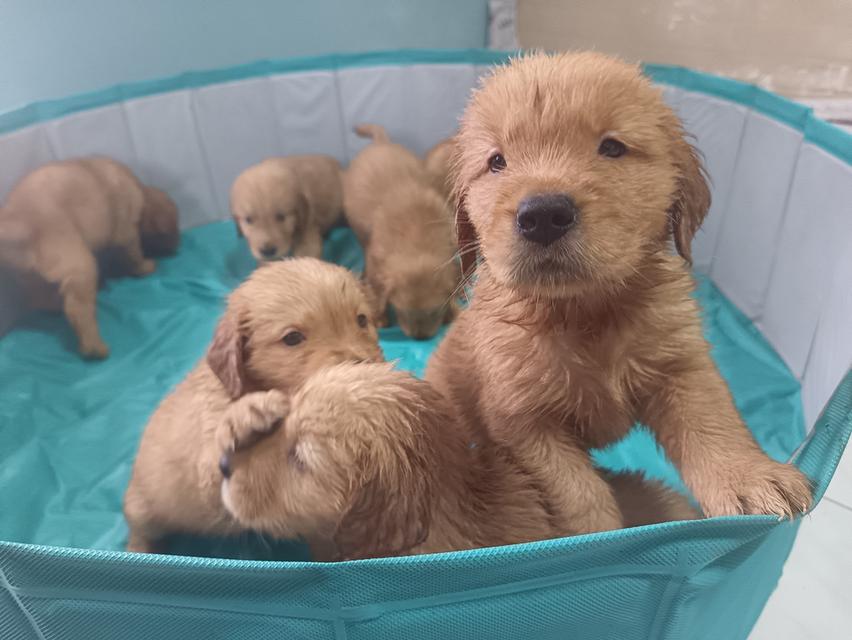 สุนัขโกลเด้นรีทรีฟเวอร์ 2