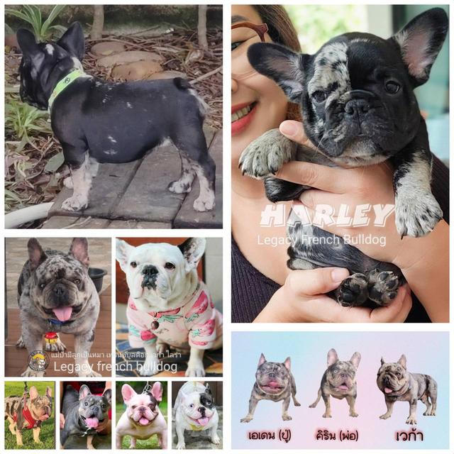 Harley, Exotic French Bulldog, black merle, rare color 14
