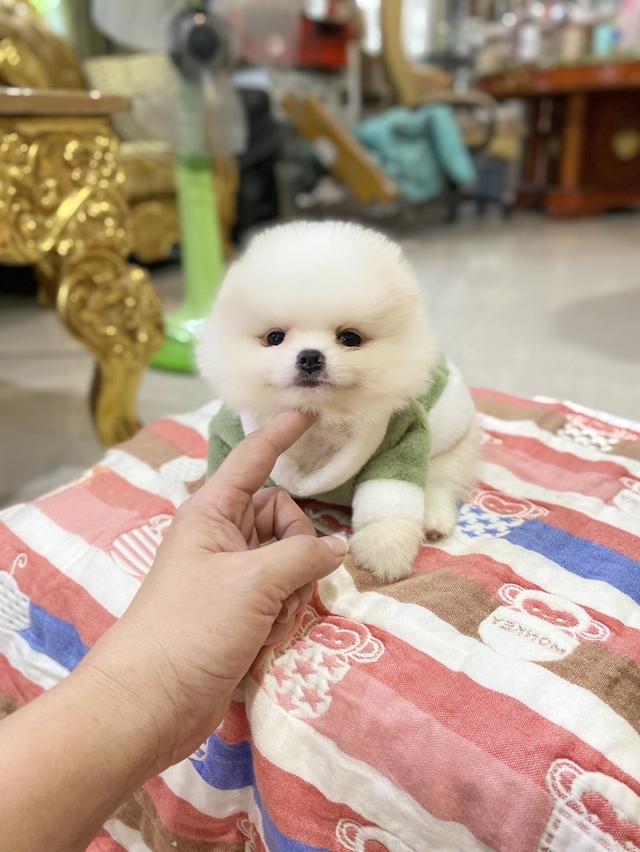 ลูกปอทแท้ เตี้ยสั้นหมี จิ๋วๆ มินิ  3