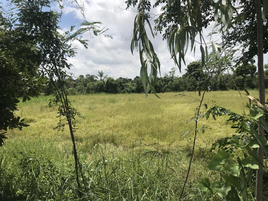 ที่ดินว่างเปล่าเพื่อการเกษตร 2