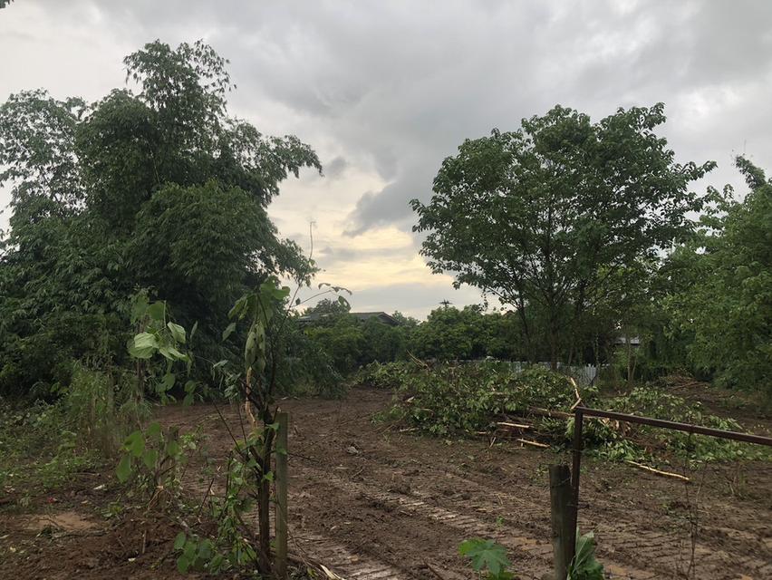 ขายที่ดินหน้าติดแม่น้ำปิงและถนนจำนวน 1 ไร่  3 งาน 7 ตารางวา 9