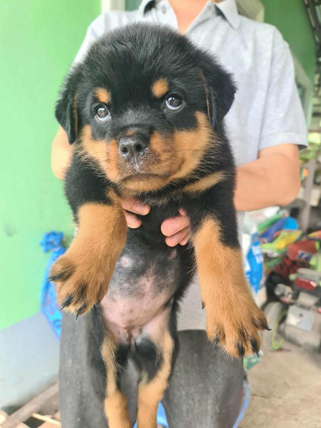 ลูกสุนัข Rottweiler พันธุ์แท้ 1