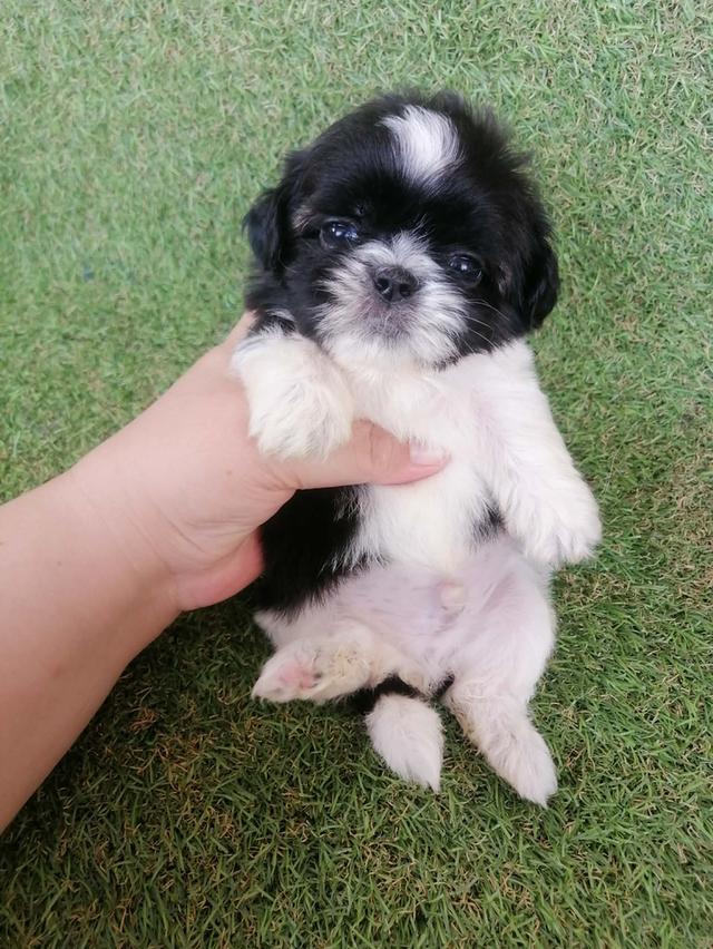 ชิสุห์ปอม สีขาวดำ เพศผู้ ดช.ชาบู พร้อมย้าย อัพเดท 8/3/2026