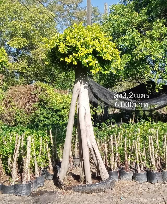 ไทรต่อยอดช้อนเงินช้อนทอง