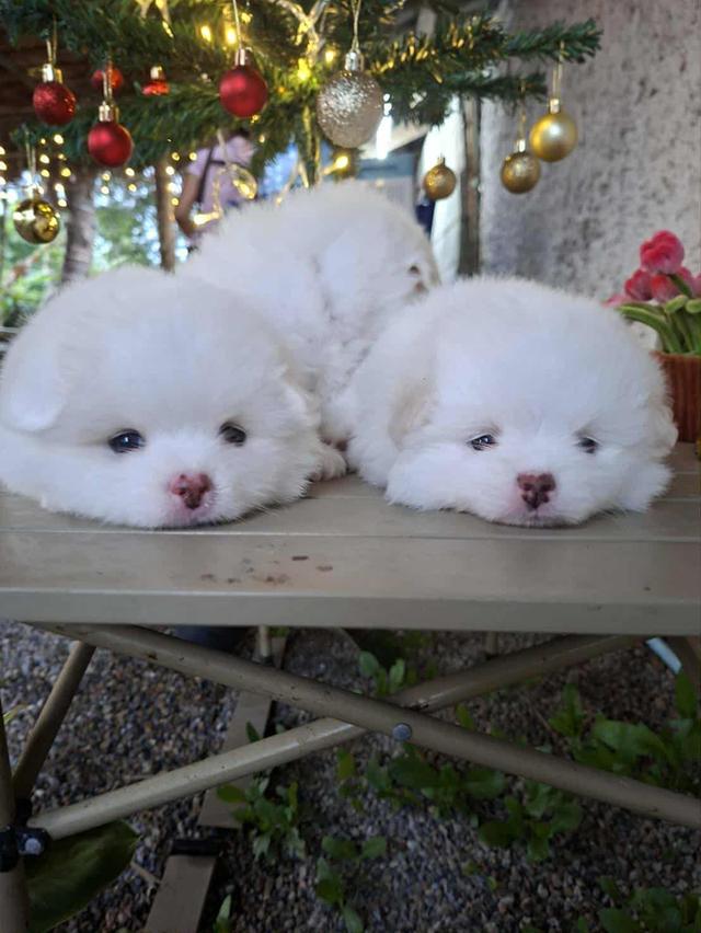 ขายลูกสุนัขพันธุ์ปอม 2