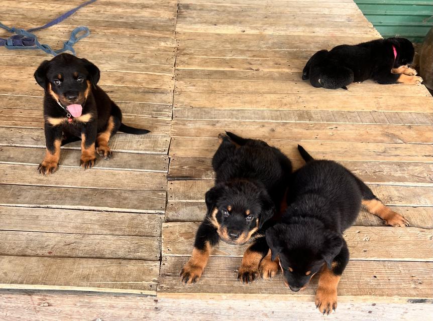 ลูกสุนัข โครงสร้างใหญ่ ฟอร์มสวย