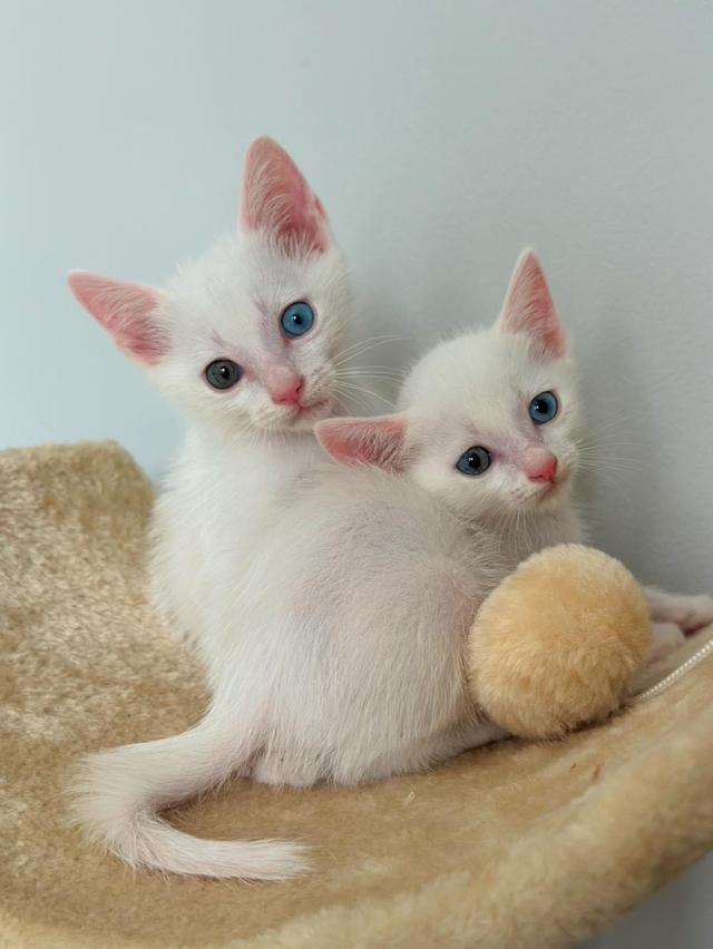 น้องแมวขาวมณีหน้าตาสีสวย 2