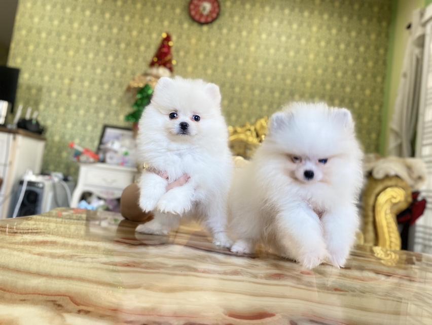 ปอมแท้อายุ2เดือน พร้อมย้ายบ้าน จัดส่งฟรี 4