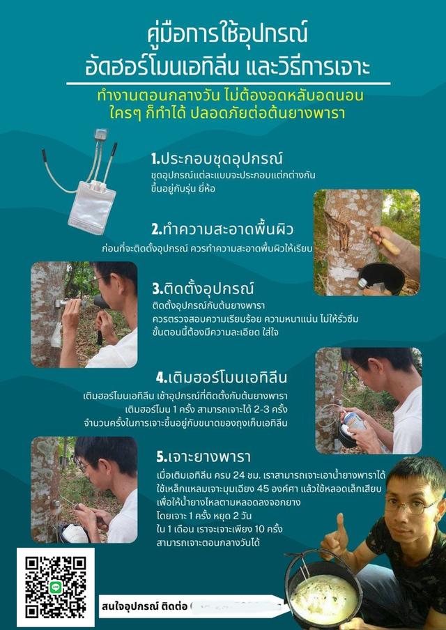 การเจาะยางพารา ด้วยเอทีลีน  6