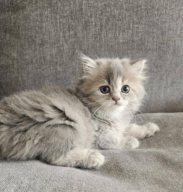 สก็อตติชโฟลด์ น้องฟุฟุ