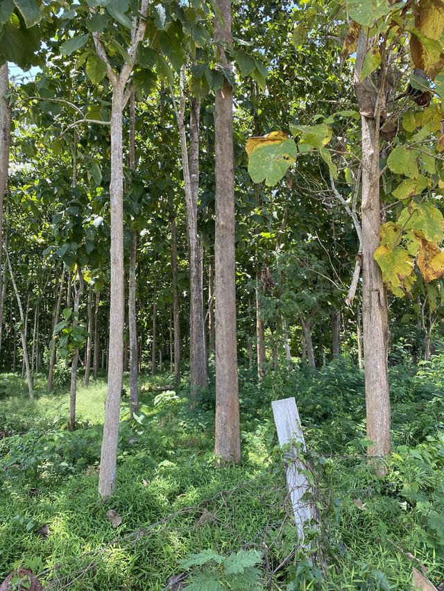 ที่ดินใกล้เส้นทางรถไฟความเร็วสูงสายใหม่เด่นชัยเชียงของพร้อมต้นสักอายุ 15-20 ปี 8