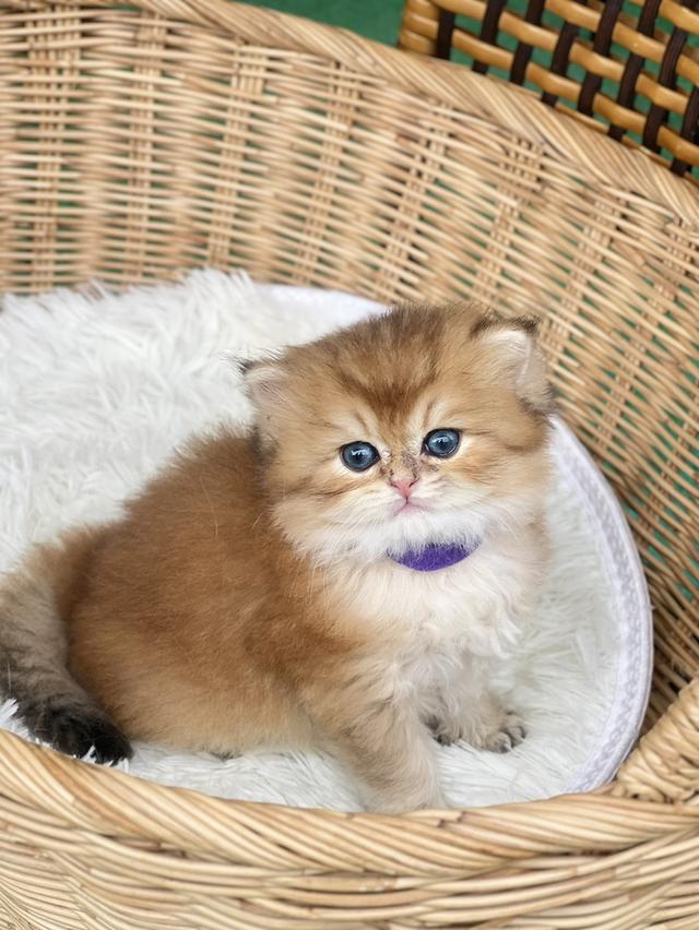 🧒 ดช.บริติช (ย้ายได้ค้น มค.69)                