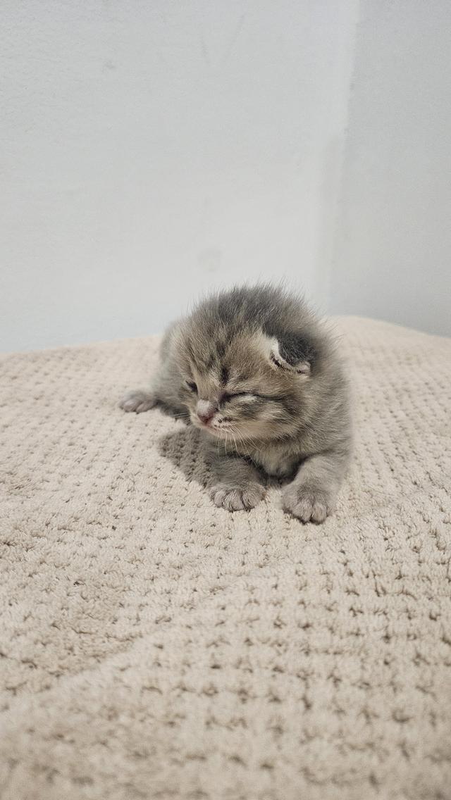 Scottish Fold  สก็อตติชโฟลด์ แท้ ระบบปิดเลี้ยงด้วยรัก รวมวัคซีน ถ่ายพยาธิ หยอดยากันปรสิตและไรหู สมุดวัคซีน 11
