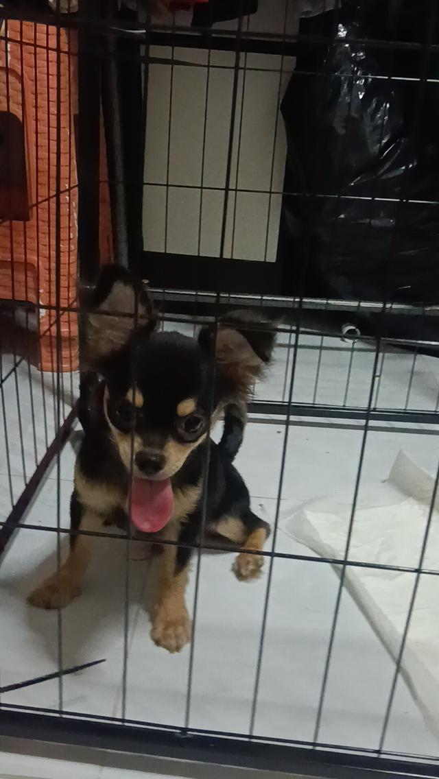 ชิวาวา 12