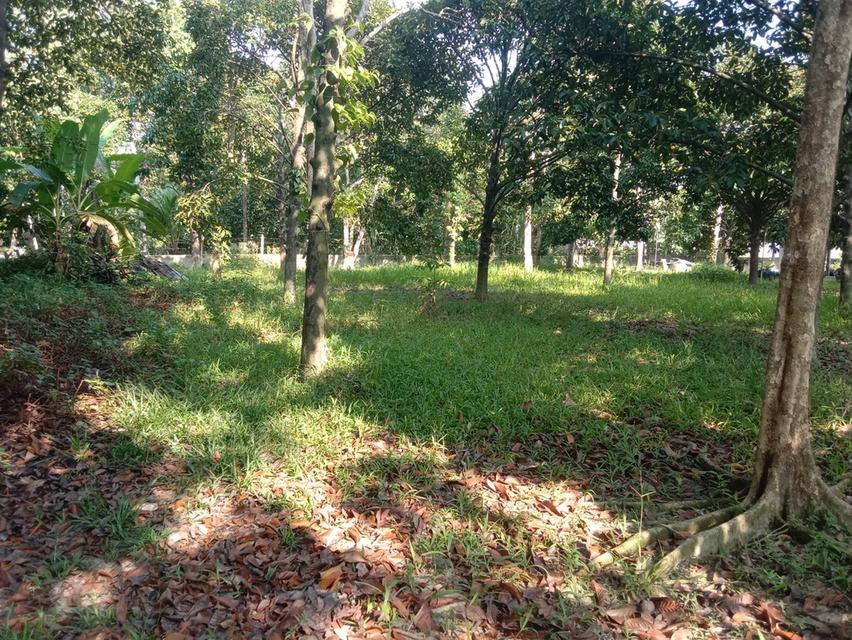 ที่ดิน  พื้นที่ 1-2-32 ไร่ อ.เมือง จ.นครศรีธรรมราช จาก 6 ล้านลดเหลือ4.5 ล้าน ด่วนๆ 3