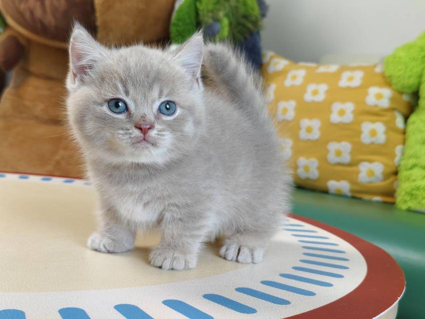 แมวขาสั้น Munchkin short leg chiangmai รูปที่ 2