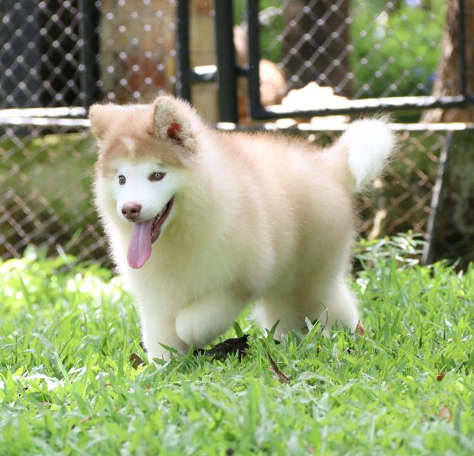 ไซบีเรียนเพศผู้ ฟอร์มหมีราคาถูก เชียงใหม่ 3