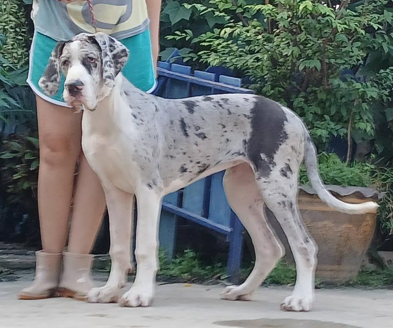 สุนัข เกรทเดน Great dane female for sale เพศเมีย