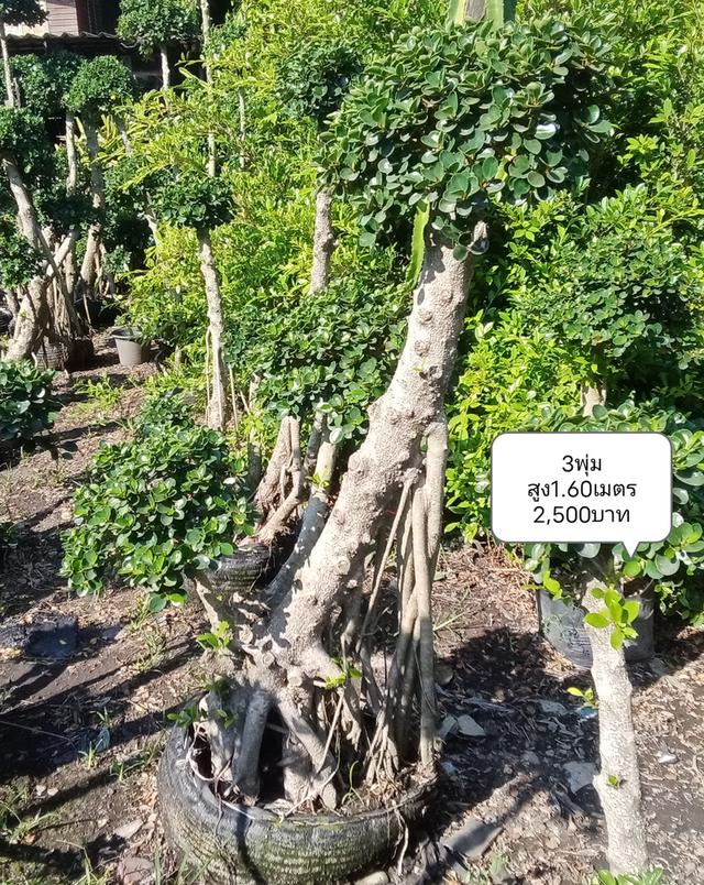 ไทรต่อยอดช้อนเงินช้อนทอง รูปที่ 7