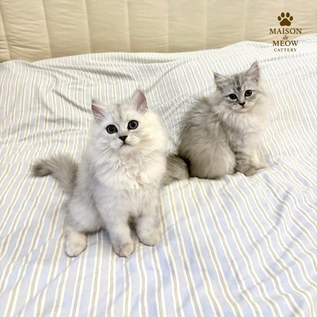 ❌🏠 ได้บ้านแล้ว เปอร์เซีย ซิลเวอร์ชินชิล่า
